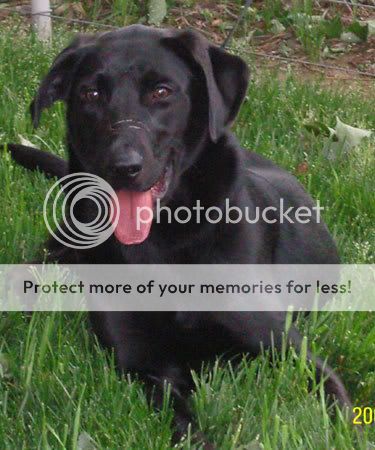 The 'Black Dog Syndrome' - For the Love of the Dog - For the Love of ...