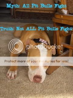 Dogfighting - The Cruel Facts and Realities! - For the ...