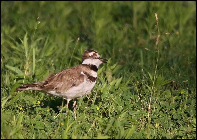 Shots from a freind's farm (Killdeer, Russian Blue Duck, Oriole ...